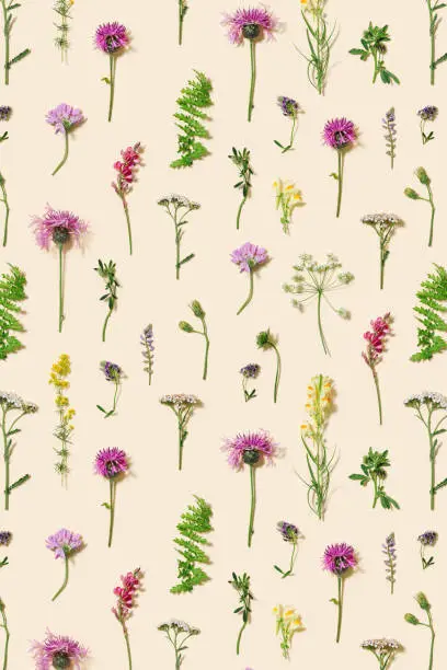Minimal natural floral background with summer wild flower and grass. Botanical pattern from different meadow herbs and field bloom plants. Top view and flat lay flowers.