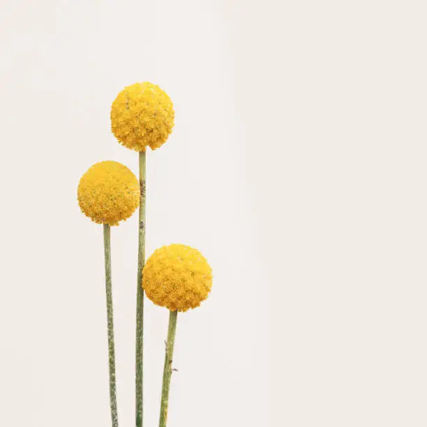Natural yellow Craspedia flowers on beige color. Pastel flaoral background with copy space. Styled minimal design concept with fresh ball plants.