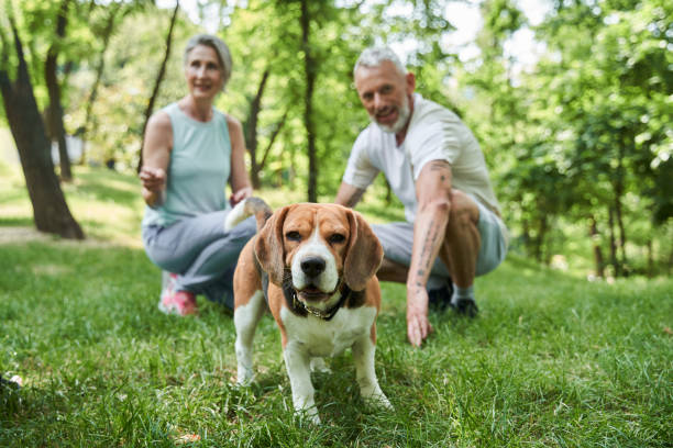 istock Spotted dog looking at the camera attentively while spending time at the fresh air 1341129816