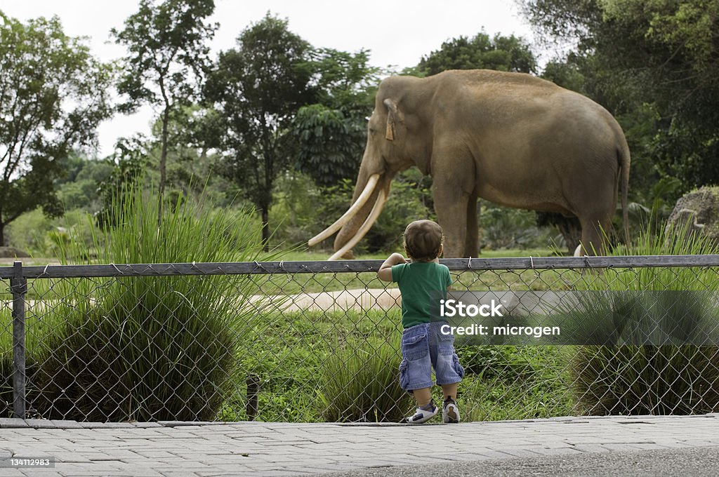 Toddler boy at zoo watching elephant Little boy standing on his toes, watching elephant in a Zoo. Selective focus set on child. Zoo Stock Photo