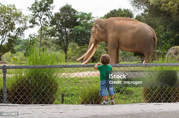 Toddler Boy At Zoo Watching Elephant Stock Photo - Download Image Now - Zoo, Elephant, Child