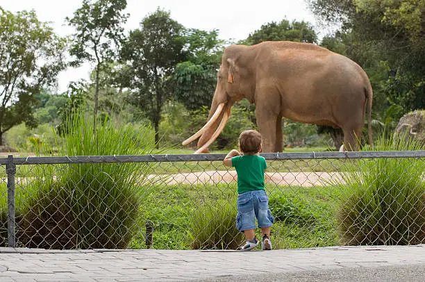 Little boy standing on his toes, watching elephant in a Zoo. Selective focus set on child.