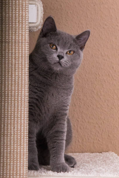 istock a beautiful gray cat is sitting on the scratching post 1341129936