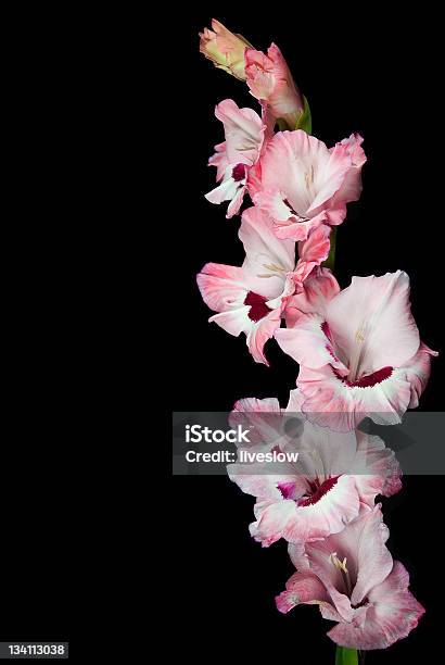 Rosa Gladiola - Fotografie stock e altre immagini di Bocciolo - Bocciolo, Color pastello, Colore nero