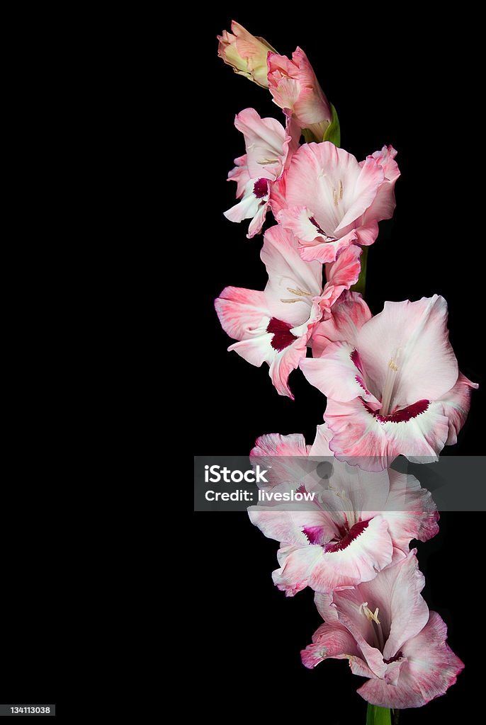 Розовый Gladiola - Стоковые фото Без людей роялти-фри