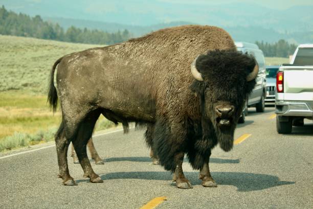 istock Large male bison on the road 1341130836