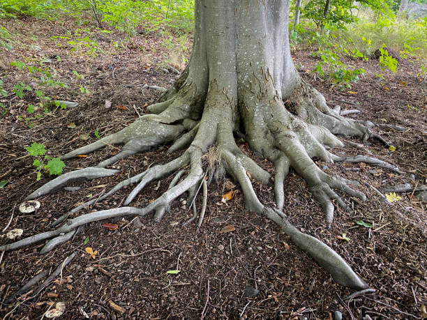 istock Closeup of beech tree roots on ground surface on forest floor late summer. 1341130996