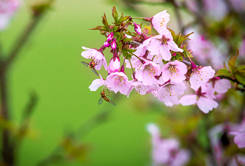 Fresh pink flowers of a blossoming apple tree with blured background. Blossoming an apple-tree. Pink flowers, Close-up.