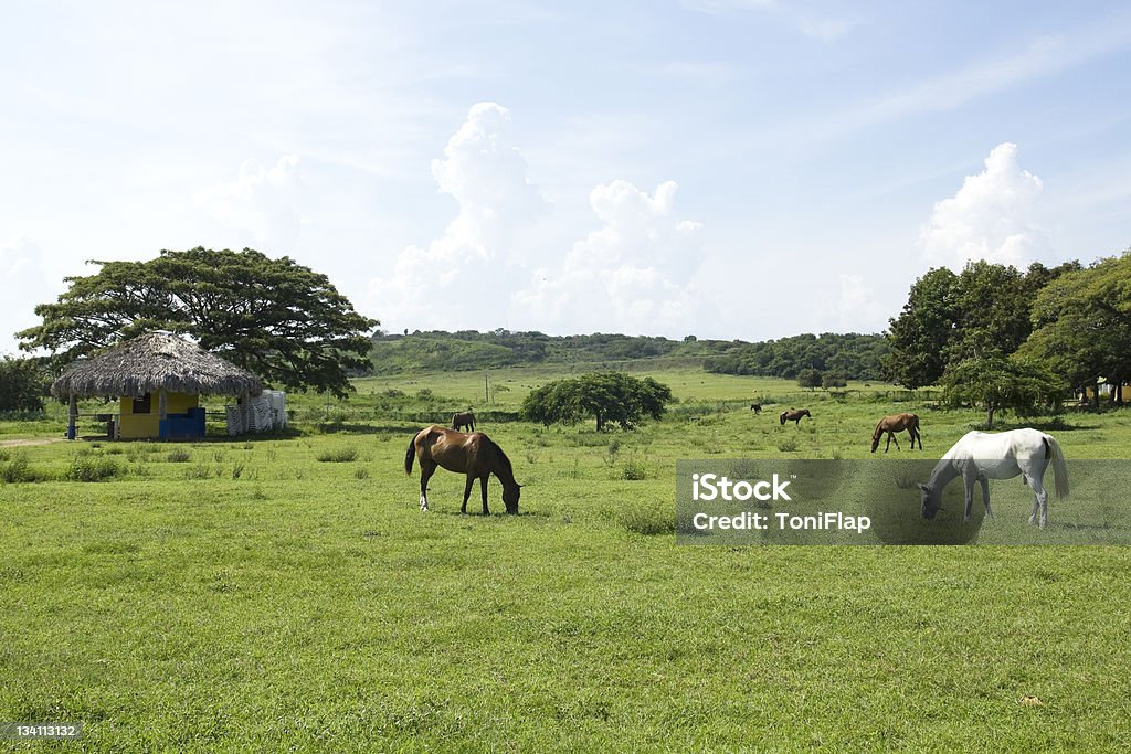 Cavalos comendo - Foto de stock de Agricultura royalty-free