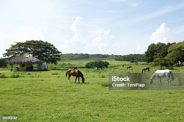 Foto de Cavalos Comendo e mais fotos de stock de Agricultura - Agricultura, Ajardinado, Alazão - Cor de Cavalo