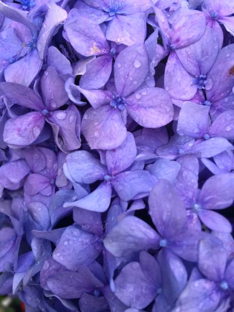 istock beautiful lilac flowers branch on a green background, natural spring background, soft selective focus. High quality photo 1341131906