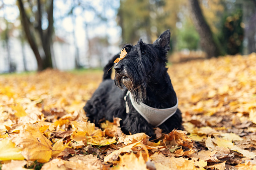 Black Scottish terrier is enjoying the autumn walk.

Shot with Canon R5