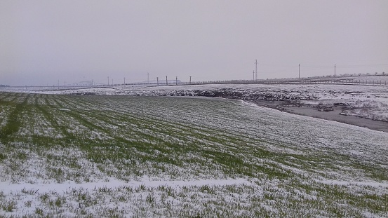 A wheat field coated with snow in February.