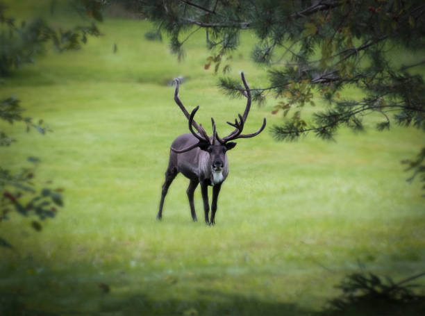 Reindeer in a forest clearing in early autumn