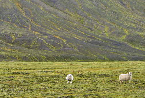 Icelandic sheep in the beautiful and unique island nation of Iceland in Europe.