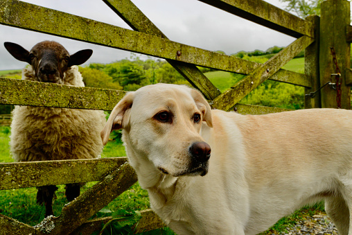 English sheep looking through a fence gate at a Dog