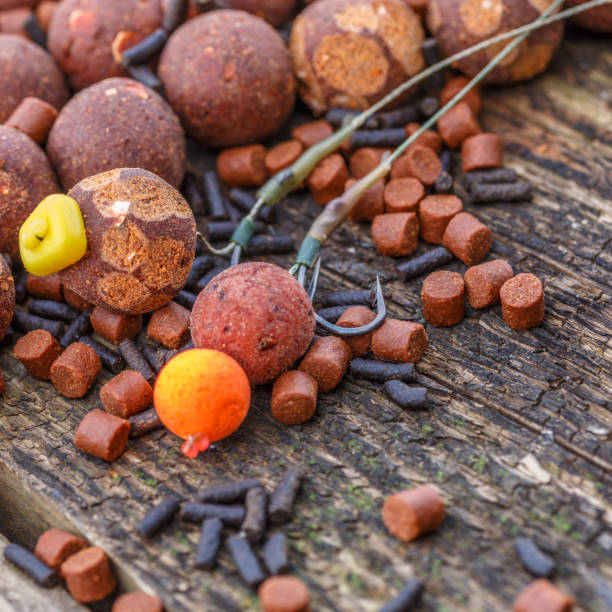 Carp fishing chod rig.The Source Boilies with fishing hook. Fishing rig for carps,Carp boilies, corn, tiger nuts and hemp.Carp fishing food boilies. stock photo