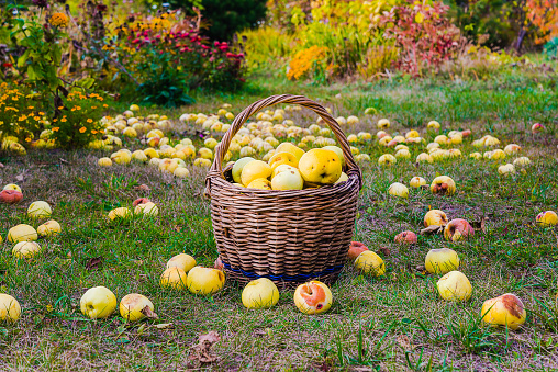 Old wicker basket with ripe apples in the autumn garden