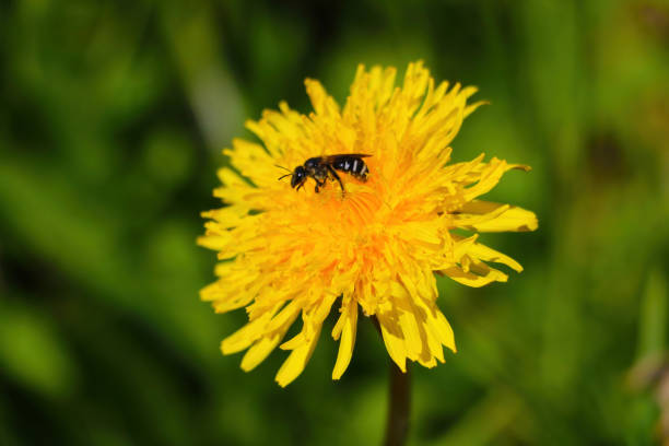 istock Bright yellow blooming dandelions in the spring meadow. 1341135509