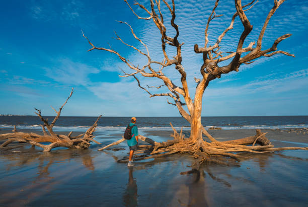 istock Hiker relaxing on the ocean beach with weathered trees at sunrise. 1341135840