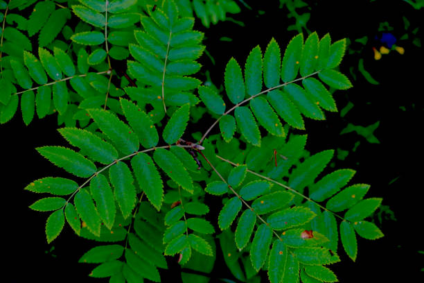 istock Beautiful young green branches of bushes in spring. 1341135852