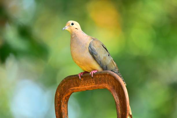 istock Mourning Dove Portrait 1341136035
