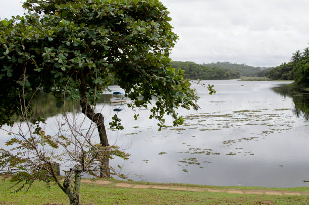 istock Parque de Pituacu is situated on the seafront and occupies the largest ecological reserve in the city of Salvador, Bahia. 1341136358