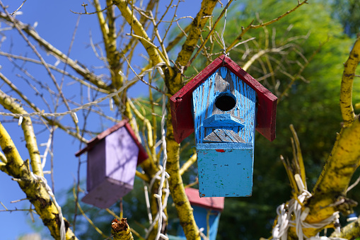 Homemade birdhouse from boards on a birch trunk - a house for a nest of birds