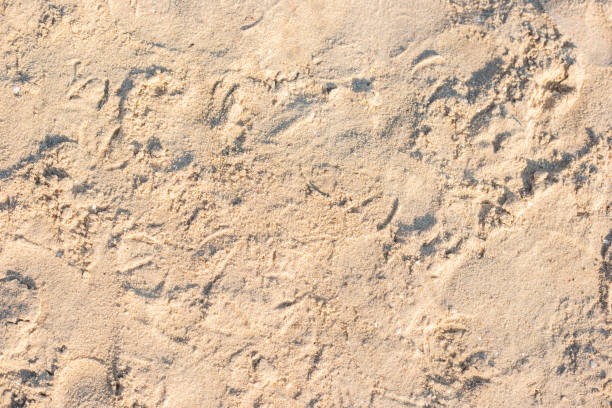 istock Background of a sandy beach under sunlight. Top view, flat lay 1341137169