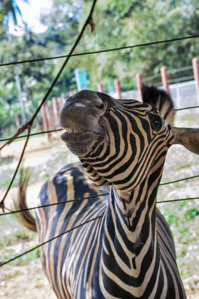 Curious zebra in Salvador, Bahia, Brazil. Zebras are mammals that belong to the horse family, the equines, native to central and southern Africa.