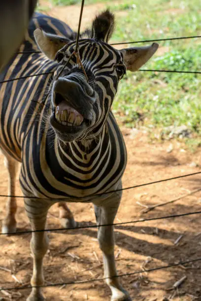 Curious zebra in Salvador, Bahia, Brazil. Zebras are mammals that belong to the horse family, the equines, native to central and southern Africa.