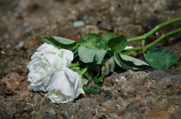 Photo of White rose flower on the rocks of Ribeira beach as an offering to Iemanja.