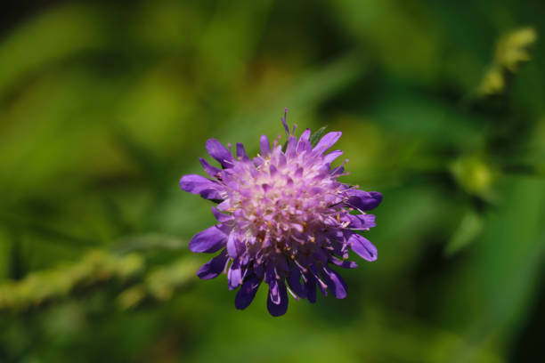 istock Blooming clover in the meadow on a sunny day. 1341139126