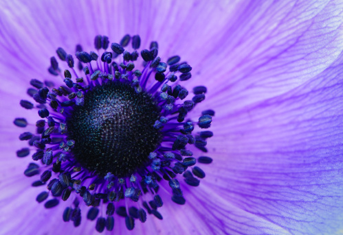 close-up of a purple pasqueflower blossom (pulsatilla vulgaris) with blurry background