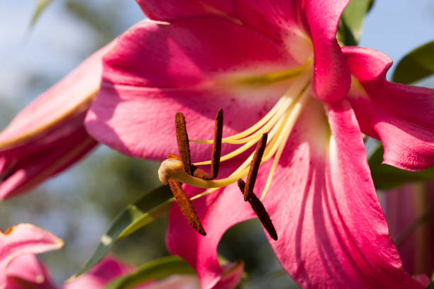 istock red lilies in the spring season 1341142831