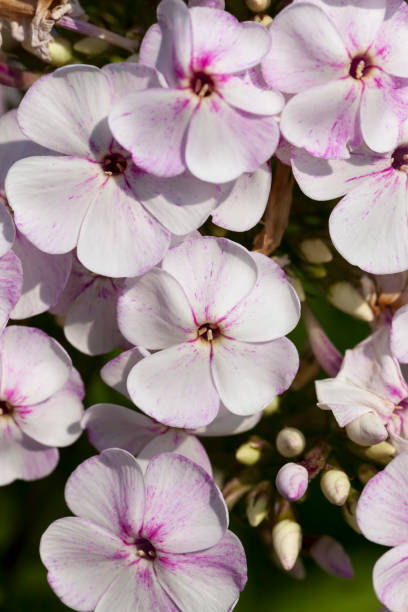 istock flowers are grown for landscaping 1341142943