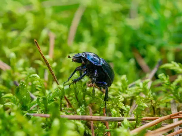 Dung beetle on green moss. Macro photography, nature.