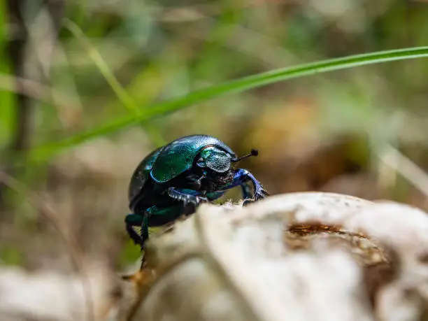 Dung beetle on a withered leaf. Macro photography, nature.