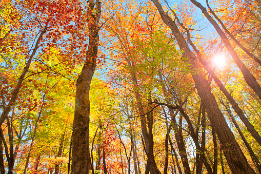 The sun shining through multi-colored leaves in a forest during autumn.