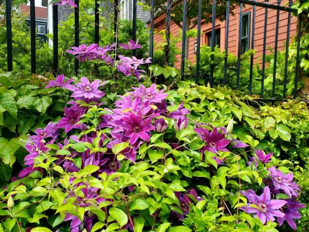 Clematis on fence