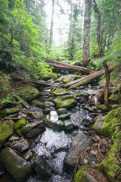 Babbling brook creek in Oregon state forest