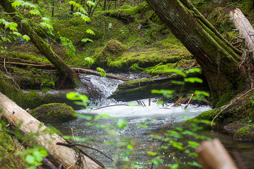 Tiny creek flowing through a forest logs shrubs trees hemlock moss