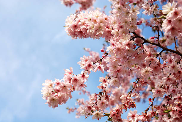 flores da árvore de cereja - cherry blossom flower head spring flower - fotografias e filmes do acervo