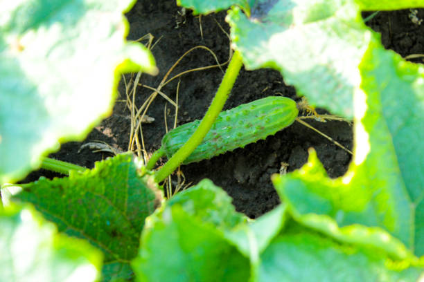 Green leaves of cucumbers and cucumbers between them.