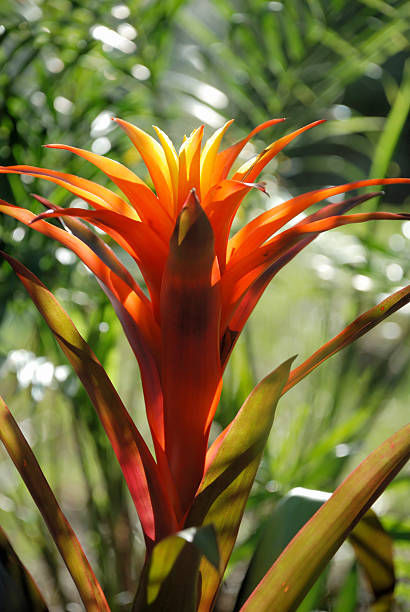 bromeliengewächs pflanze mit kräftigem orange flower - bromeliad stock-fotos und bilder