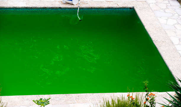 istock Poorly maintained swimming pool overgrown with green algae 1341148230