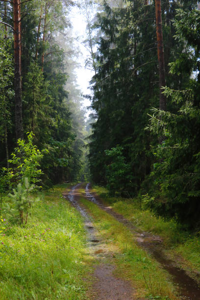 istock Wet forest road along green trees after rain. 1341149559