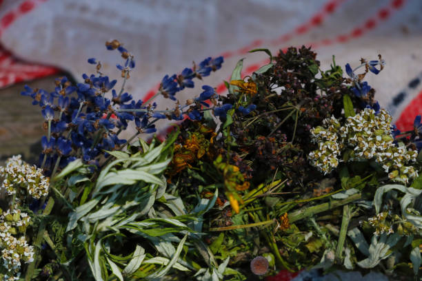istock Useful herbs and plants are on the table. 1341149849