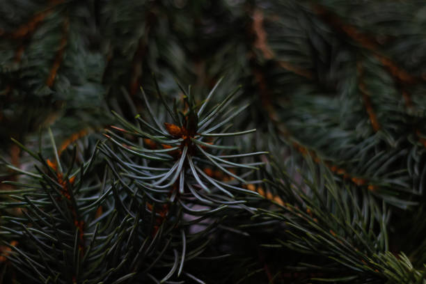 istock Blue pine tree branches. Christmas tree background. Blue spruce branches on a dark background. New Year mood. Copy space. Mock-up. Texture. Backdrop. Selective focus 1341149902