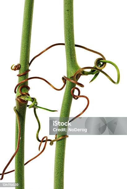 植物のステムとつた - つる性植物のストックフォトや画像を多数ご用意 - つる性植物, つる草, スタジオ撮影